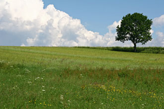 Photograph of field with sky in background